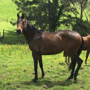 Horse for sale: World Cup PSH by Worldly