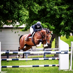 ardnashorses