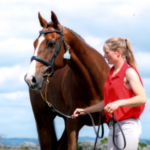 CD Sport Horses