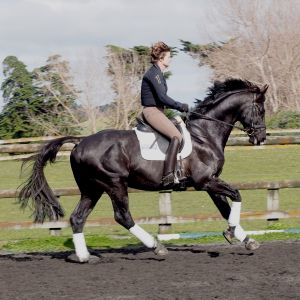 Stallion at Stud - Vollrath Gershwin