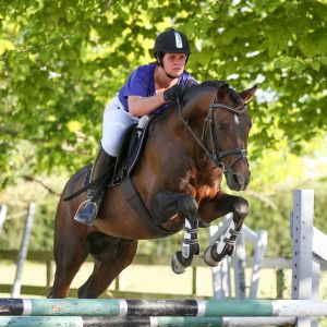 Stallion at Stud - Davidoff