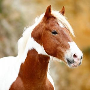 Stallion at Stud - Pirate VWNZ