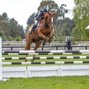 Horse for sale: Horse For Sale - Fabulous safe and quiet, successful 2 Star Eventer
