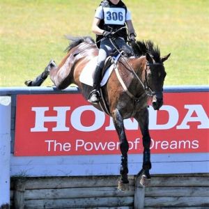 Horse for sale: Top level 4* eventing gelding