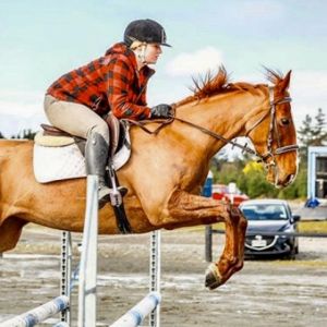 Horse for sale: CLASSY 5YO SJ’er / EVENTER / HUNTER