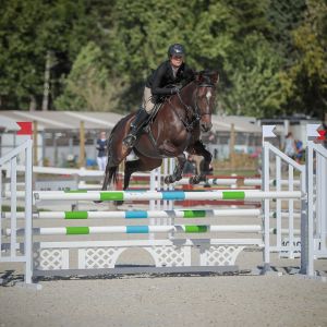 Horse for sale: Super fun and straightforward Show Jumper
