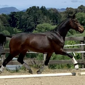 Horse for sale: NZ Hanoverian Gelding. Future Dressage Star