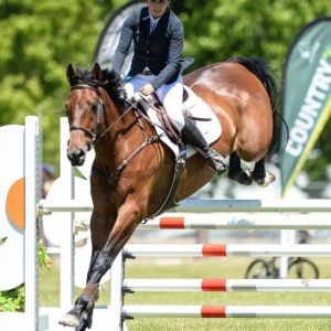 Horse for sale: Fun and Easy Jumper