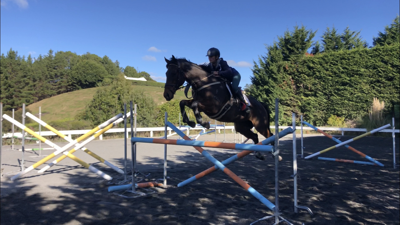 Horse for sale super TB jumper